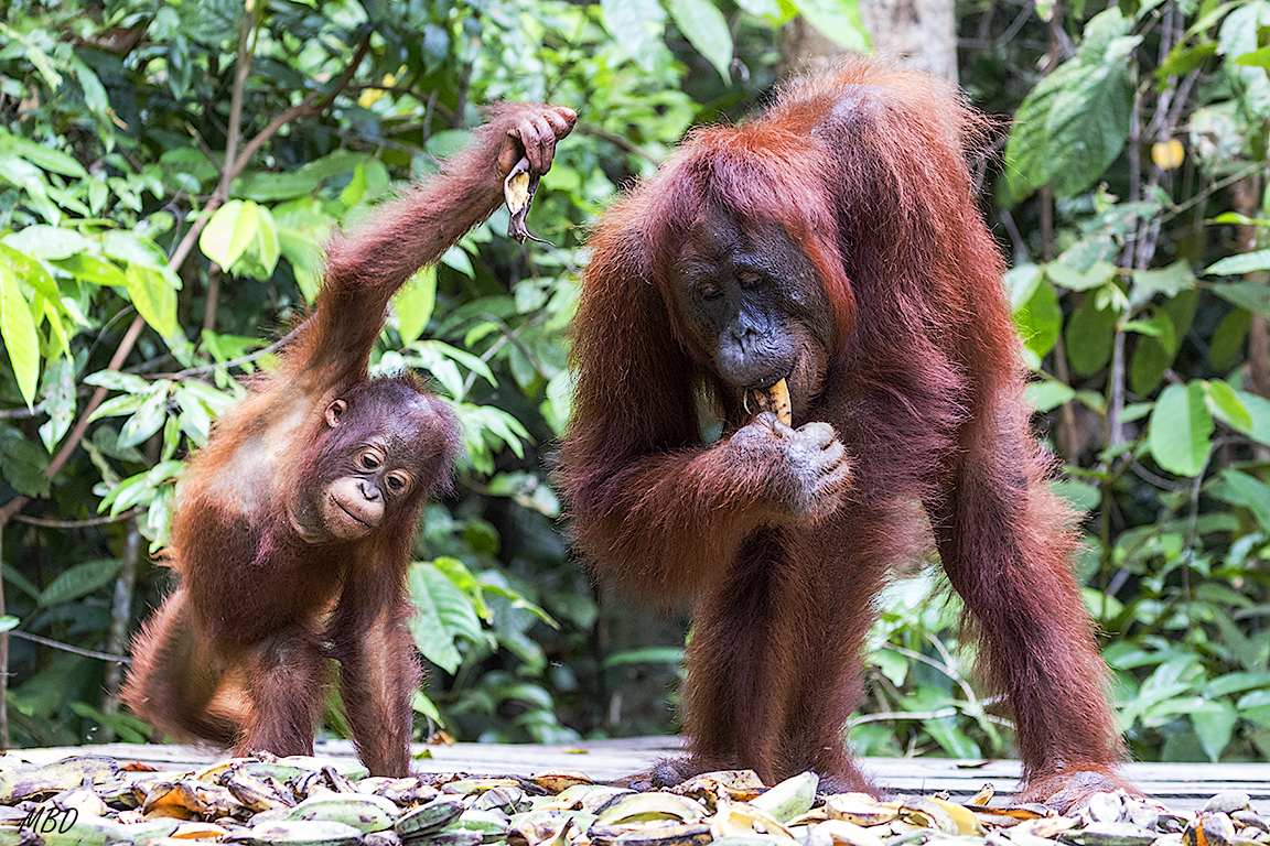 El otro orangután lo trata bien