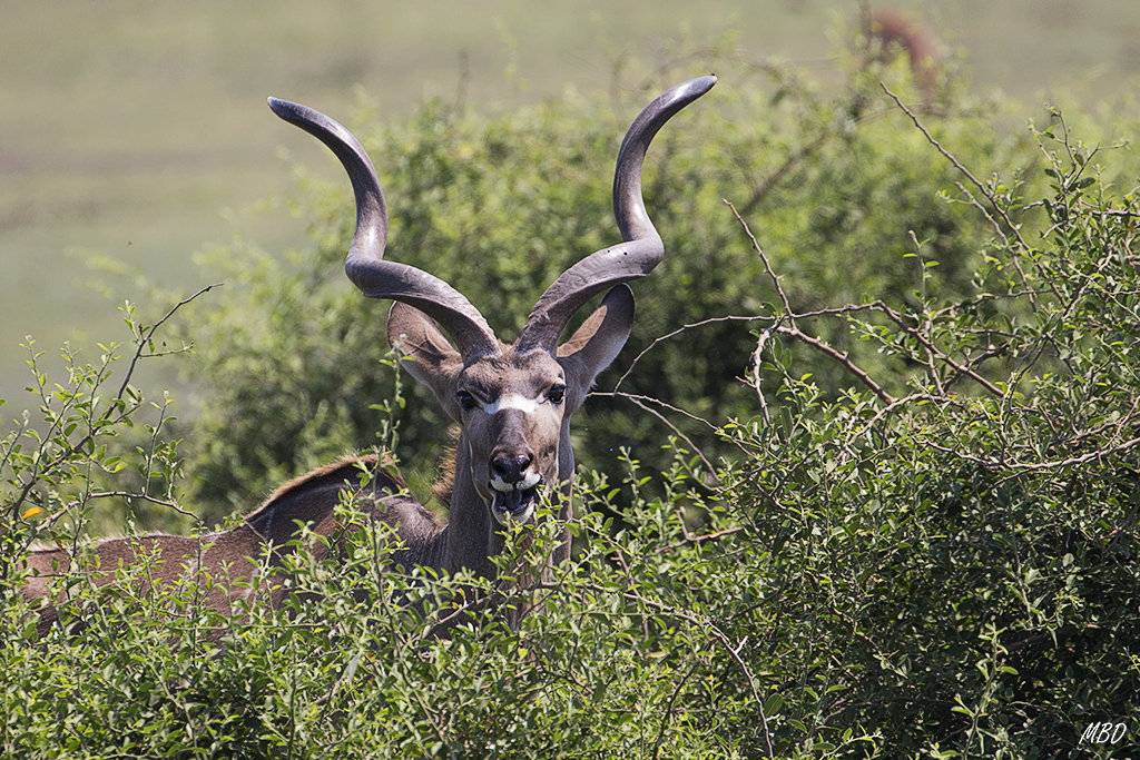 Macho de Kudu