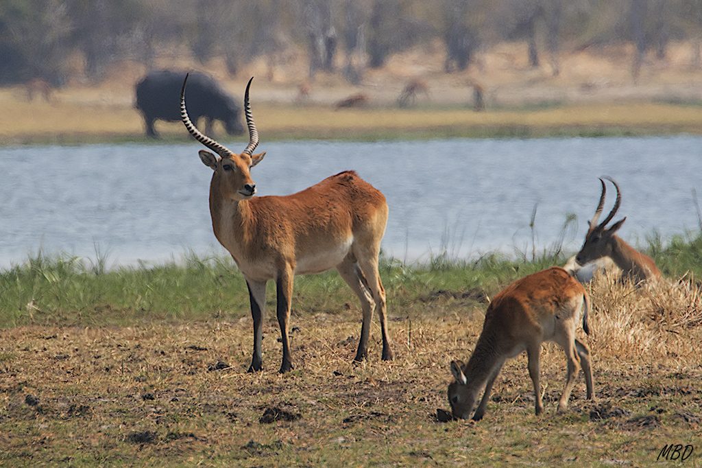 MBenedicto Fotos Botswana 2016 Delta Del Okavango