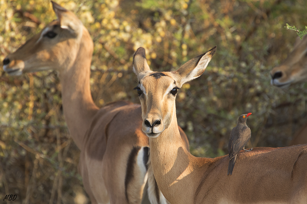 Hembras de impala con picabueyes