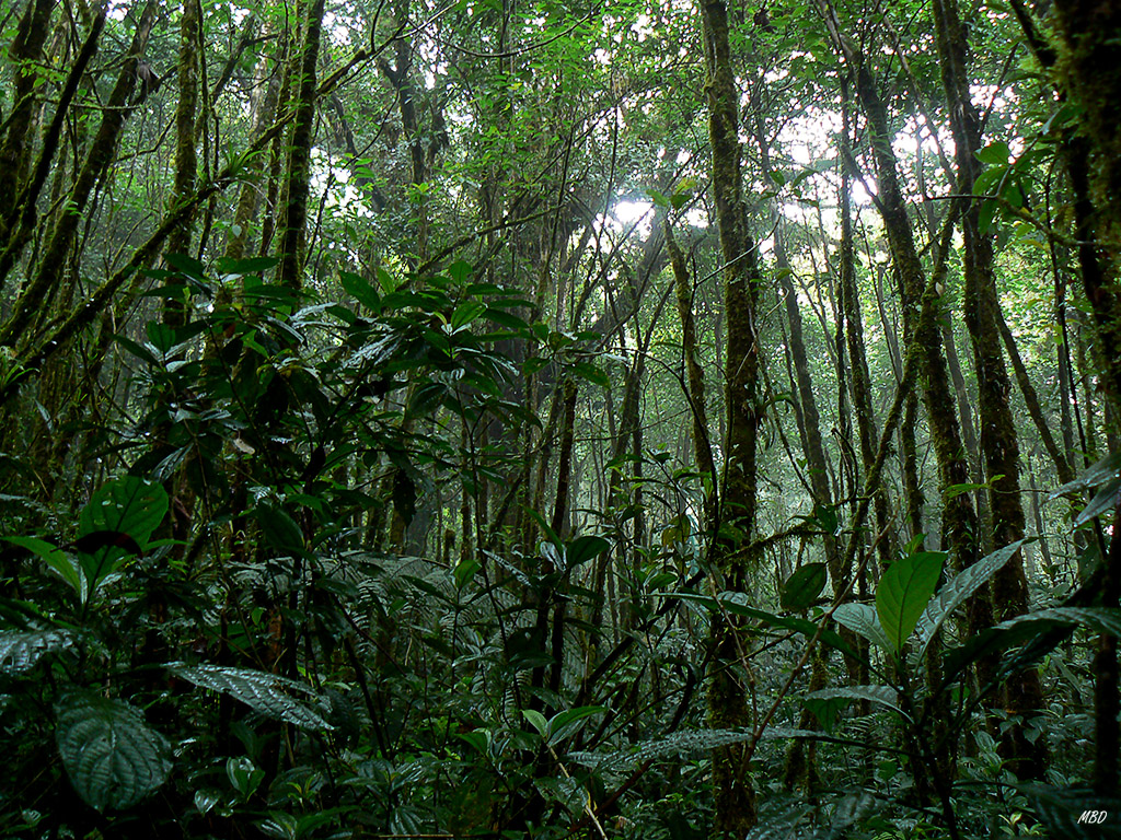 Bajo el techo esta selva, se desarrollan centenares de especies.