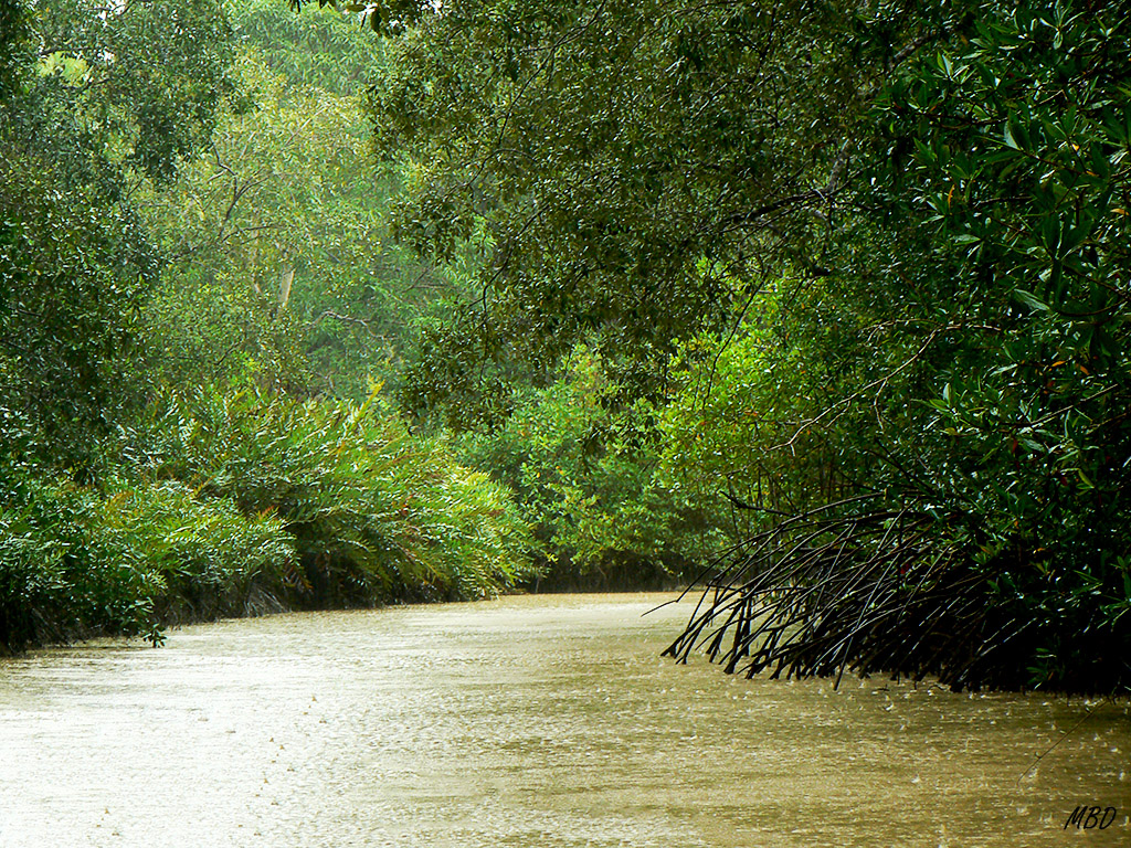 Bajo la intensa lluvia. Curioso ver las raices del mangle filtrar las aguas.