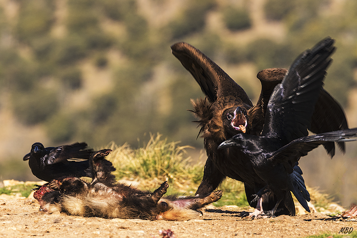Buitre negro y cuervos