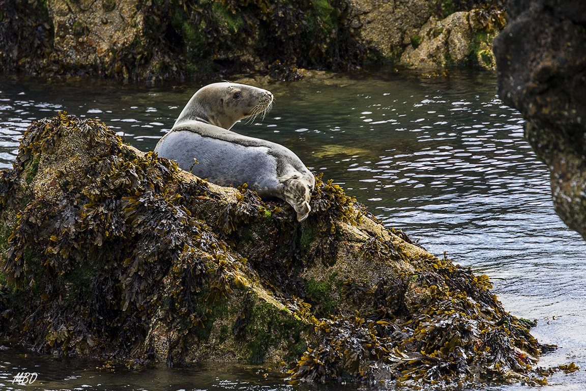 Las focas descansan en las rocas