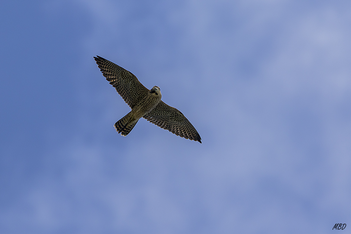 El halcón peregrino observa desde el cielo