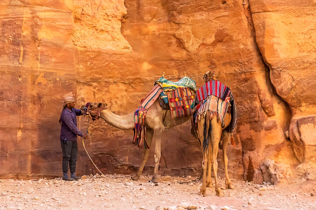 Beduino y dromedarios