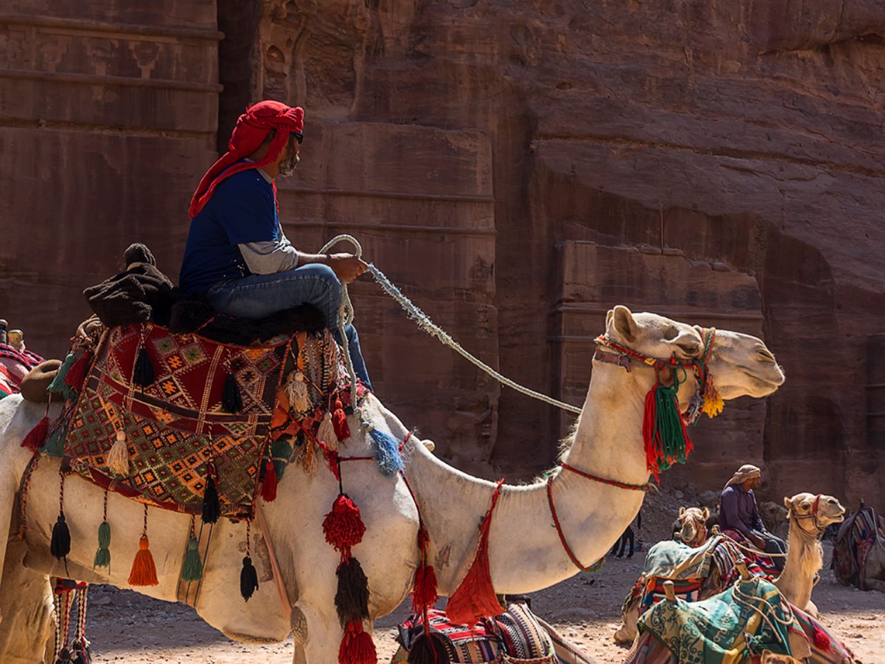 Beduino y dromedarios