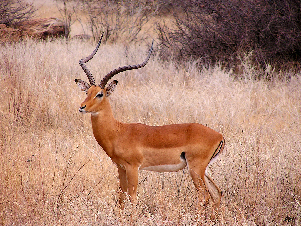 Samburu - Impala macho