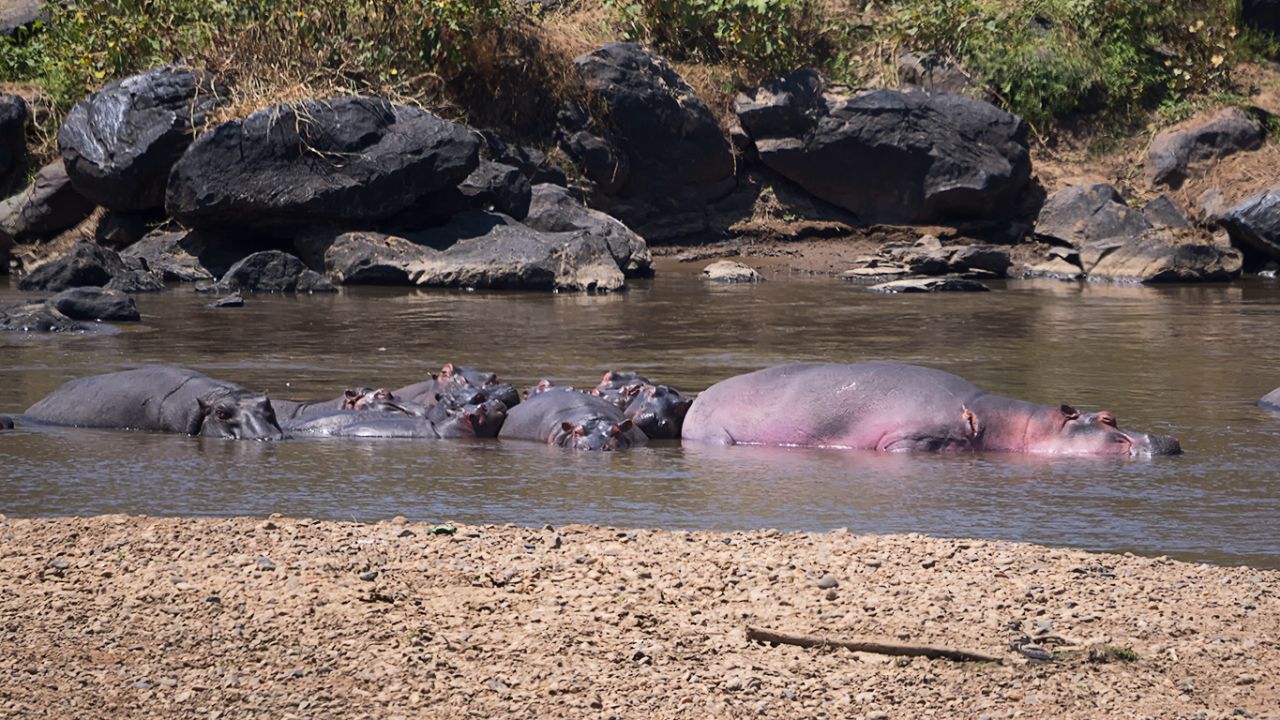 Donde los hipopótamos tienen su hogar