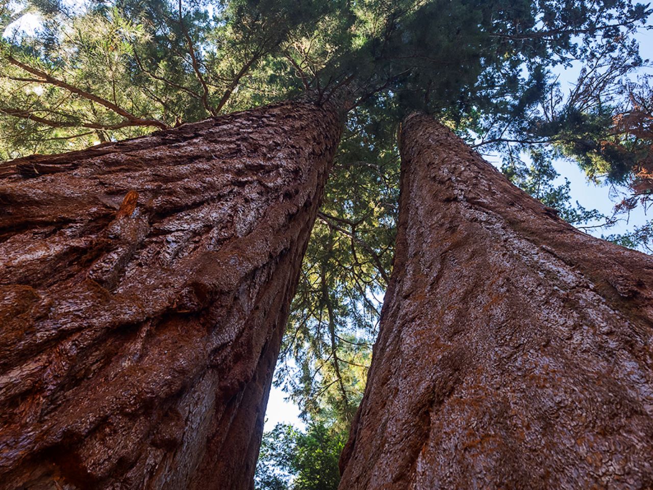 Parque nacional Sequoya