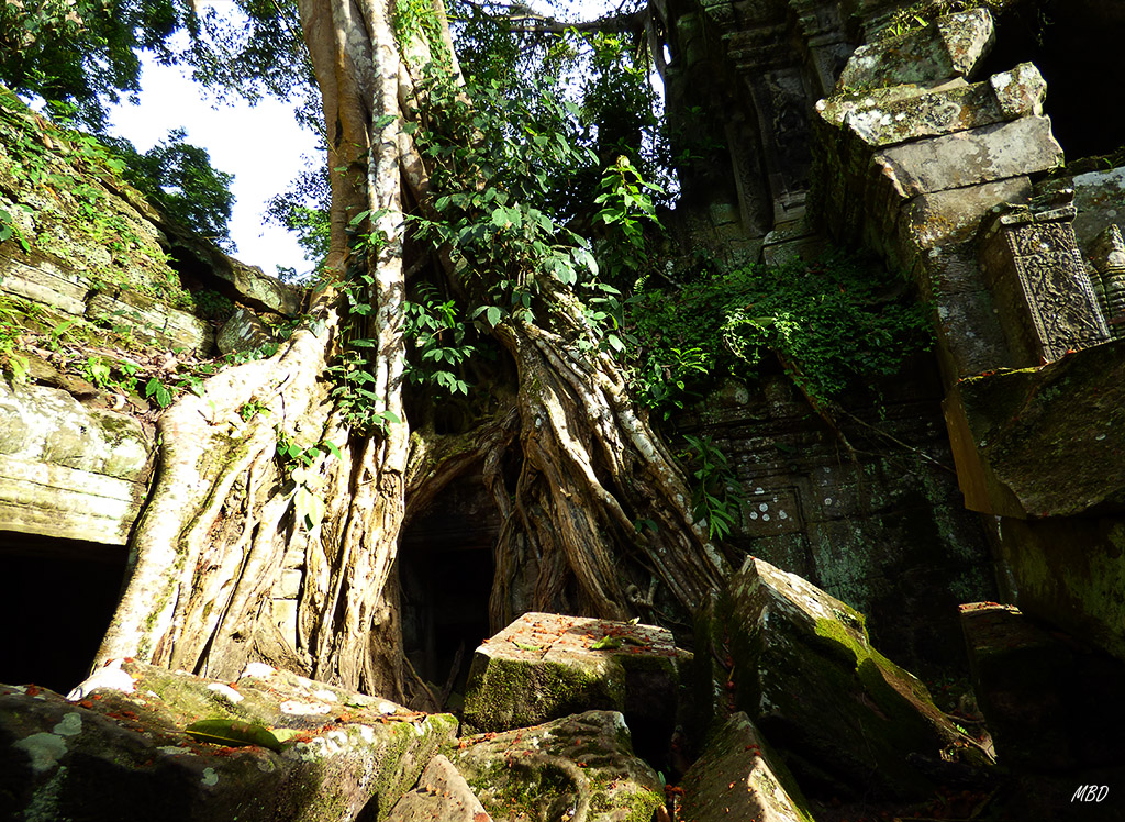 Camboya - Siemp Reap - Templo de Ta Prohm