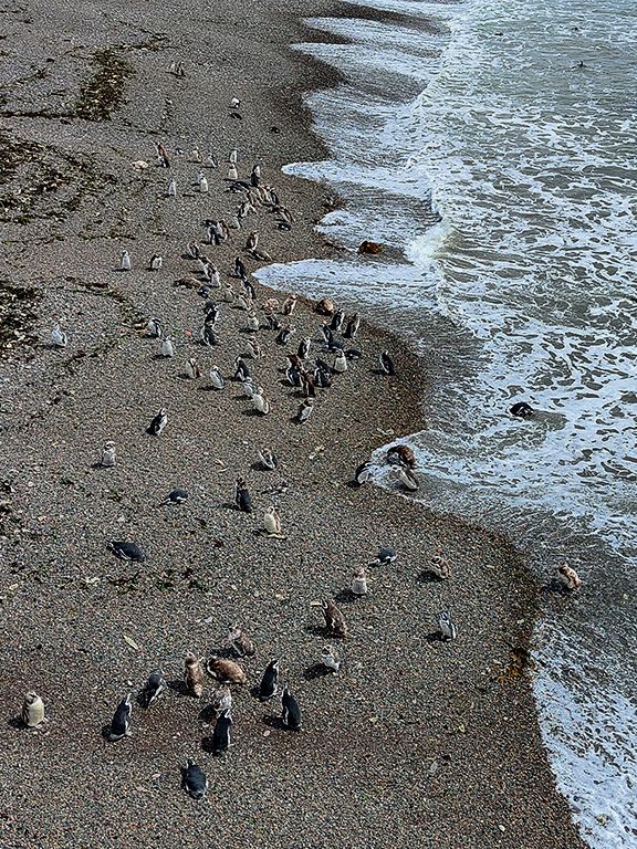 La playa de los pingüinos