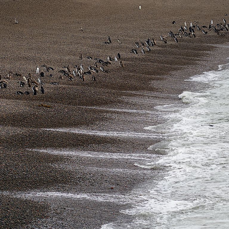 La playa de los pingüinos