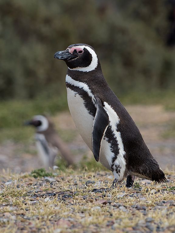 Pingüinos de Magallanes
