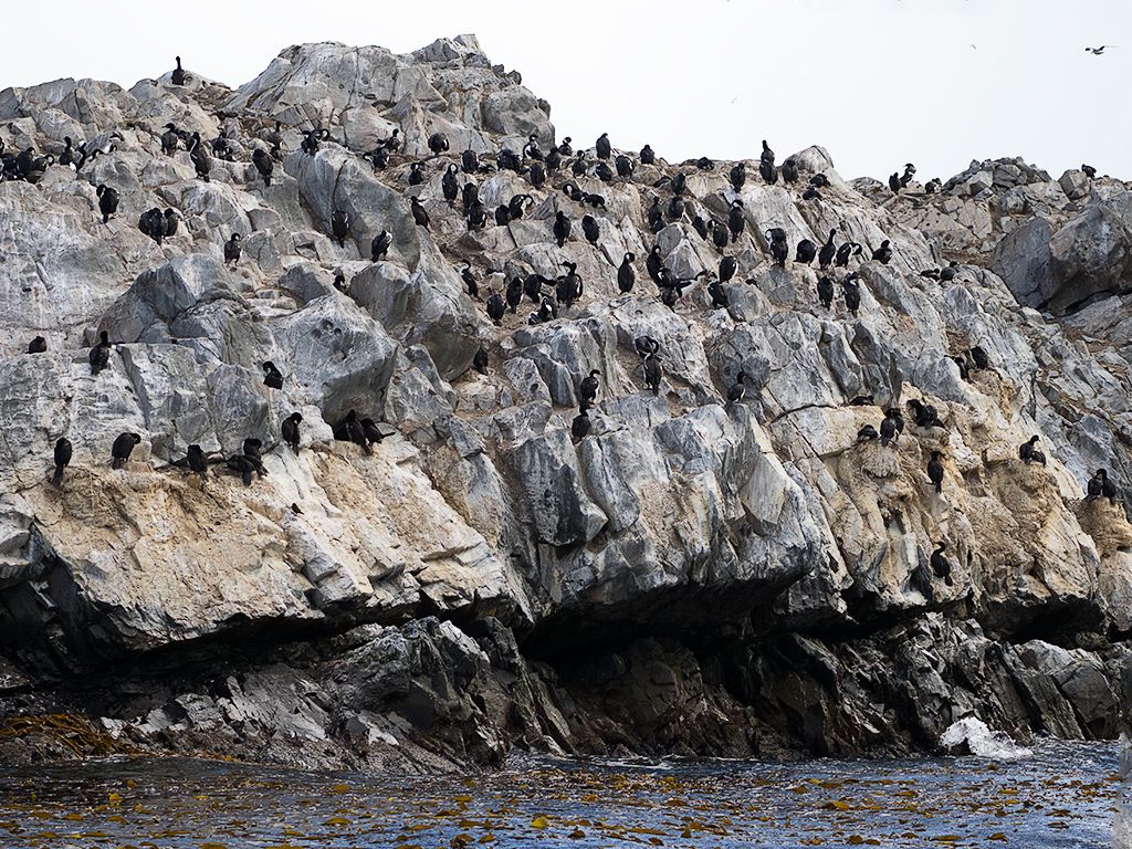 Colonia de cormoranes imperiales