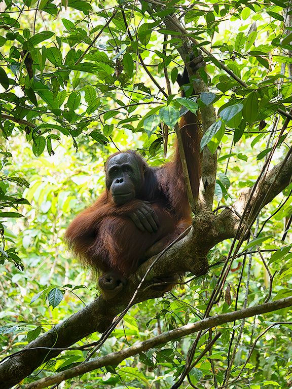 El primer avistamiento. Emocionante.