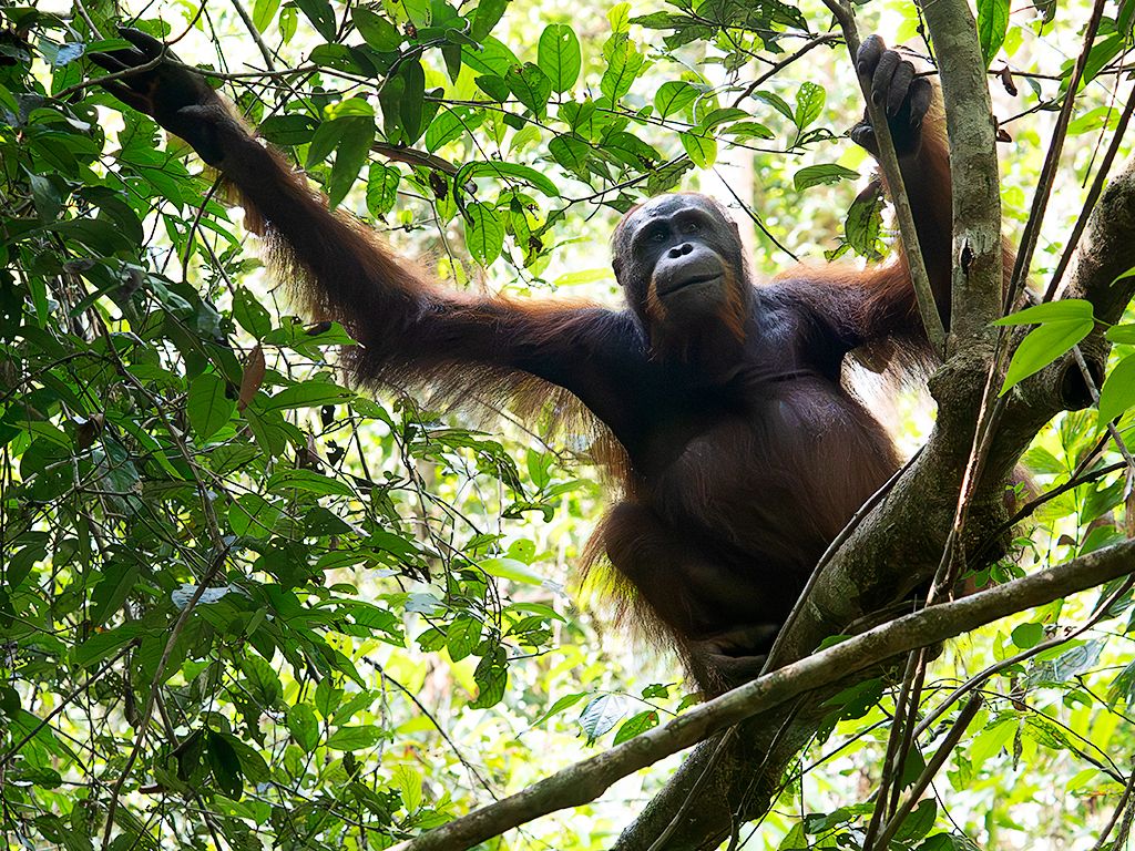 Me gusta captarlo en su ambiente arbóreo.
