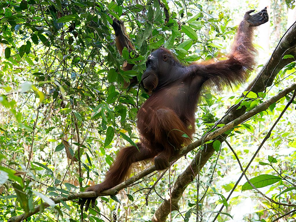 Me gusta captarlo en su ambiente arbóreo.