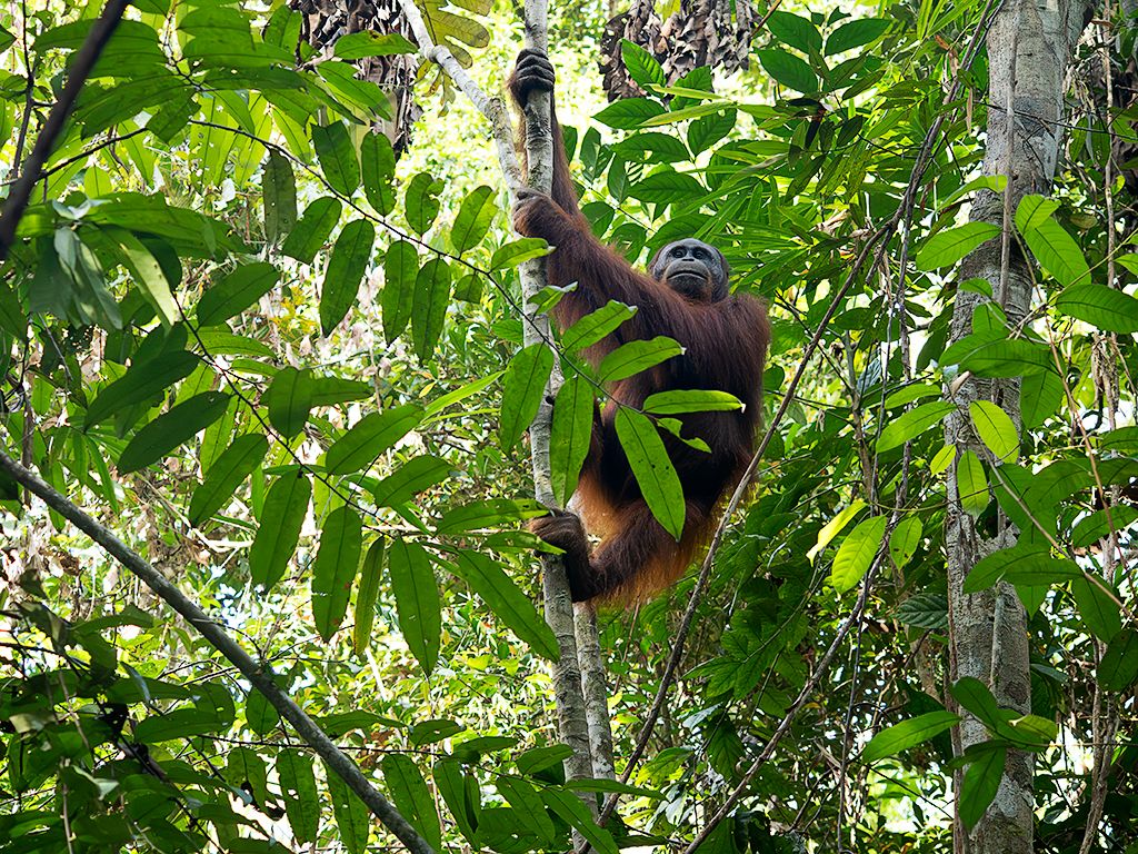 Me gusta captarlo en su ambiente arbóreo.