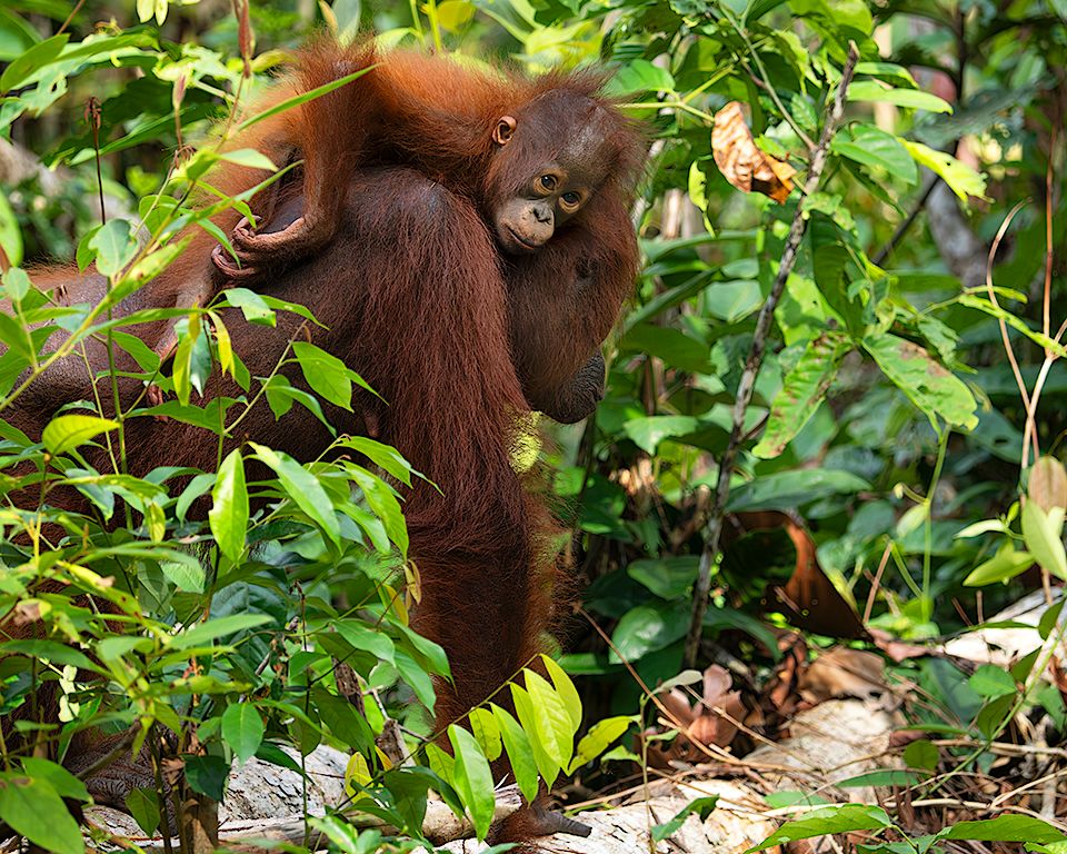 Las hembras con crías se acercan