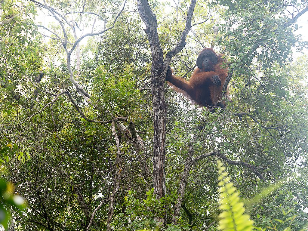 Mostrando el entorno