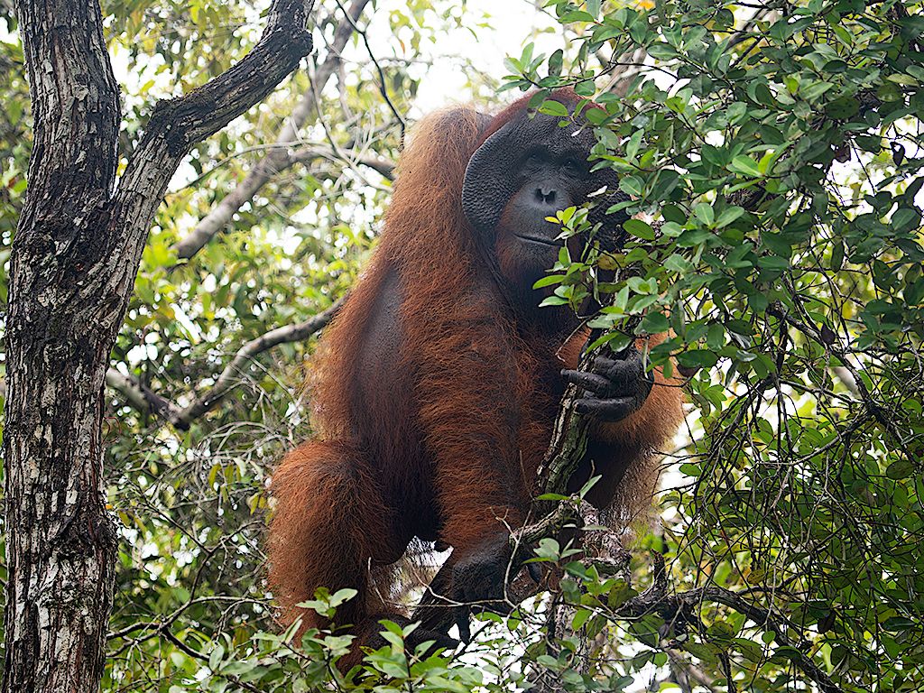 La vida en el árbol