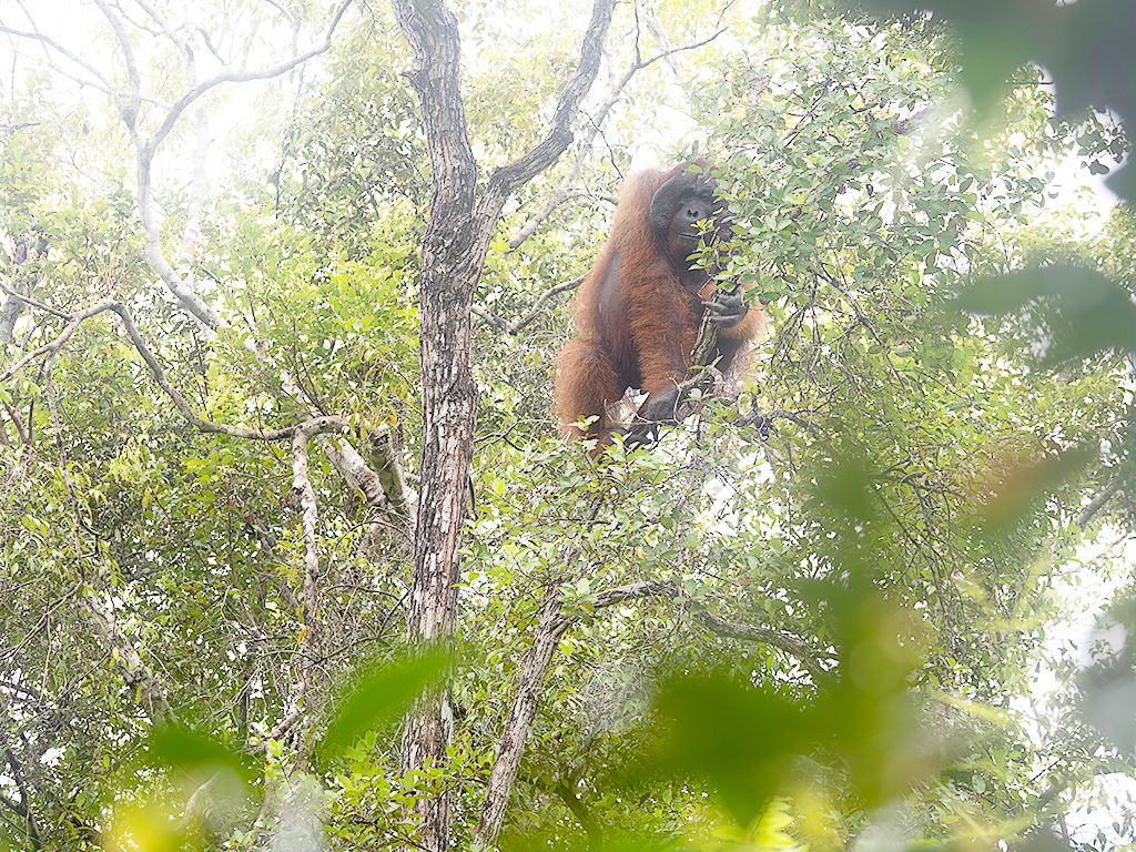 Mostrando el entorno