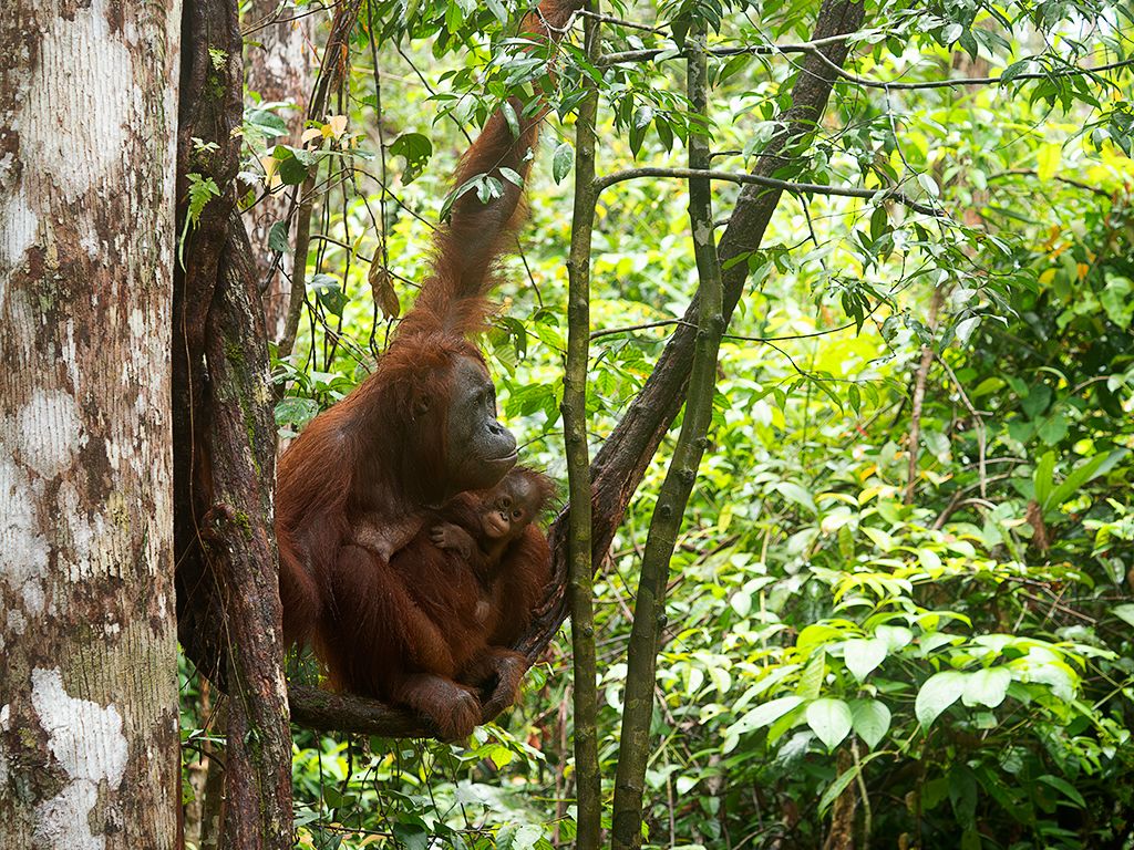 Mostrando el entorno