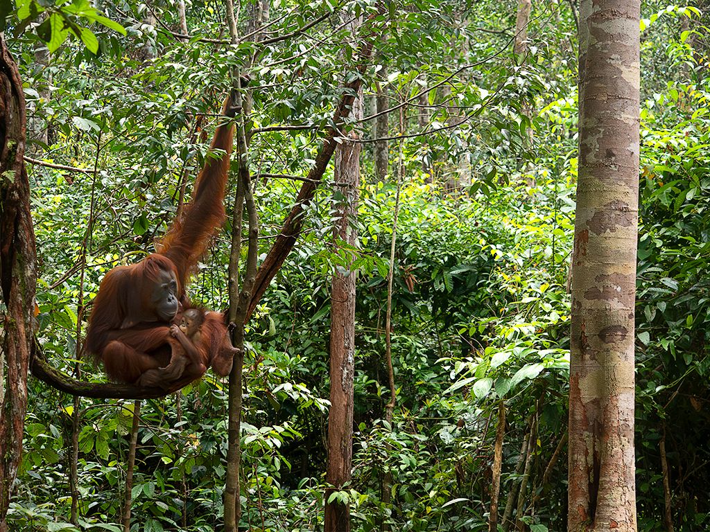 Mostrando el entorno