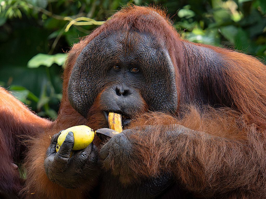 Pero es el macho el primero en almorzar