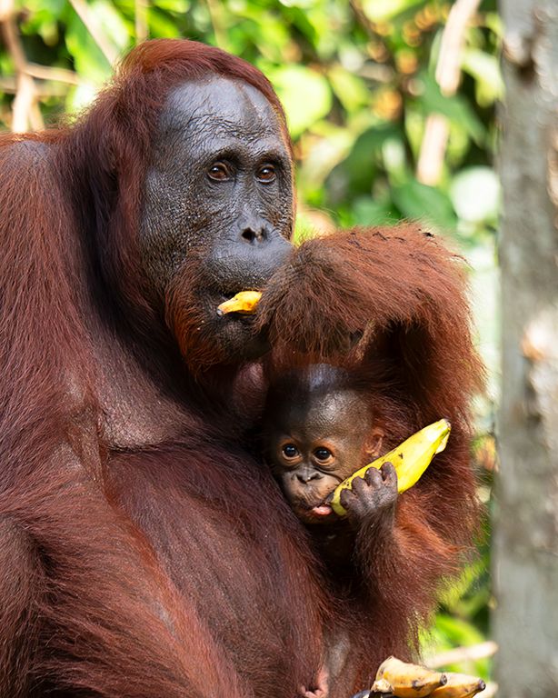Les viene muy bien el aporte de fruta