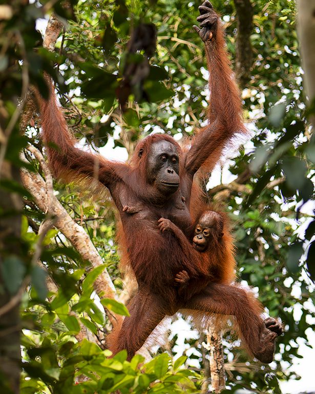 Las hembras se desenvuelven genial con las crías a cuestas