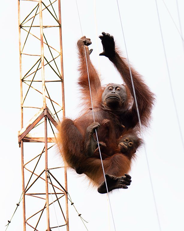 Incluso los cables les sirven