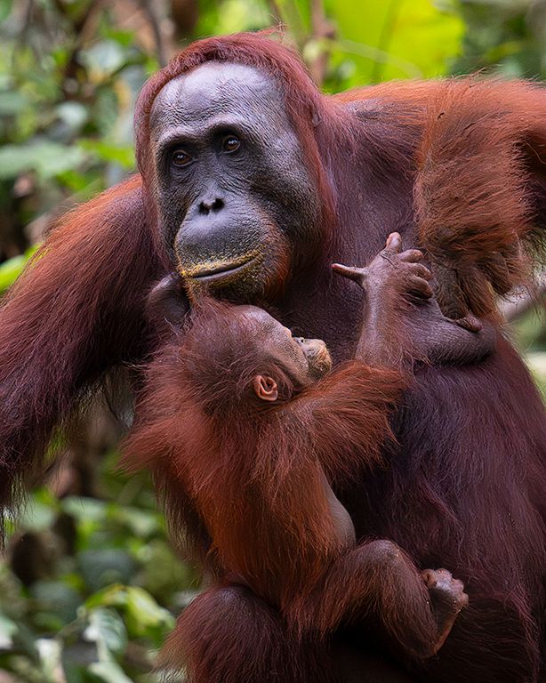 Los peques colgados siempre