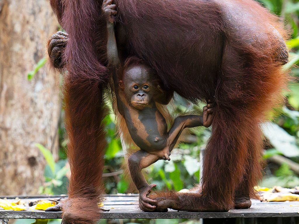 Los peques colgados siempre