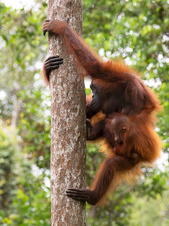 Los peques colgados siempre