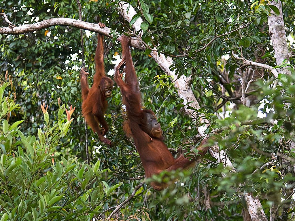 Algunos ya se sueltan bajo supervisión