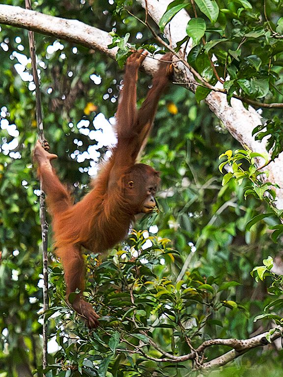 Algunos ya se sueltan bajo supervisión