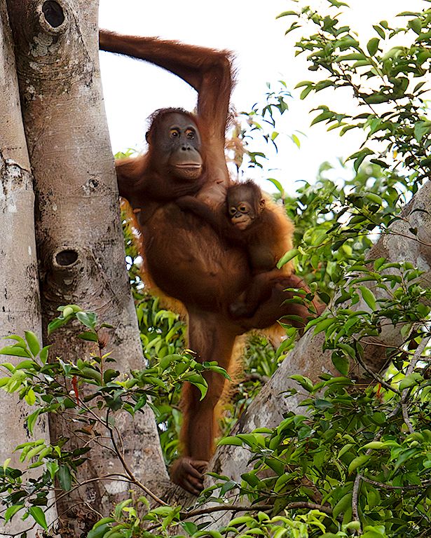 Los peques colgados siempre