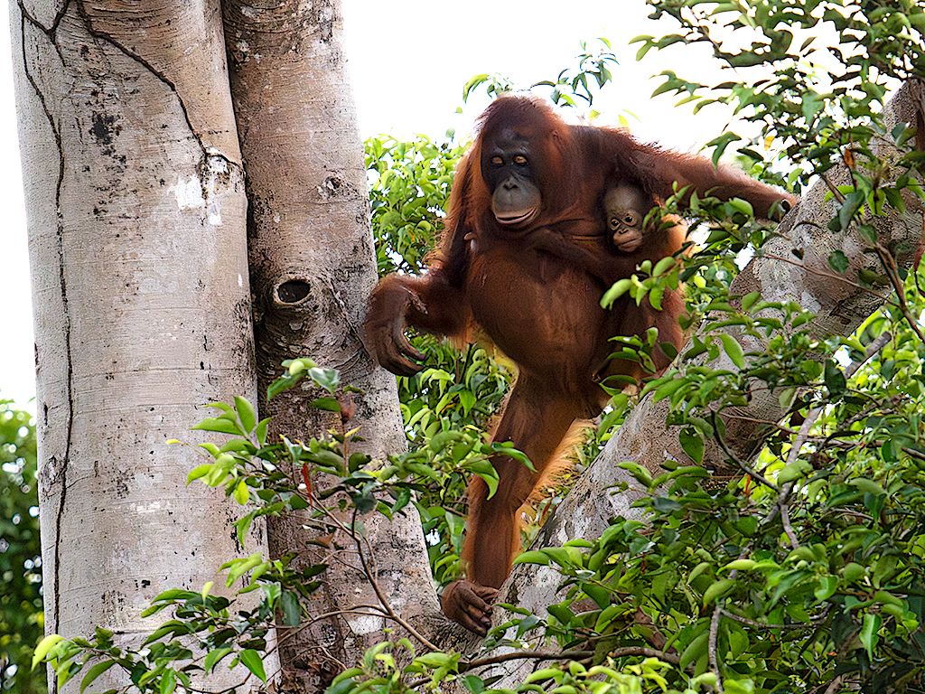 Los peques colgados siempre
