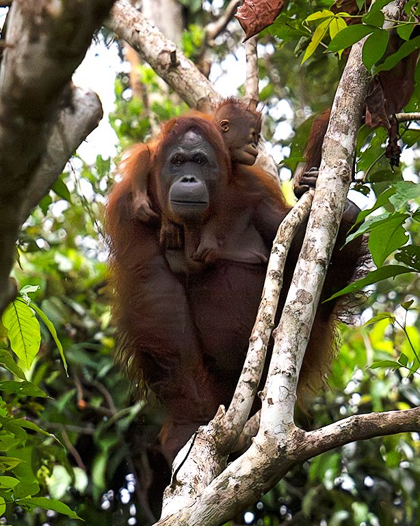 Los peques colgados siempre
