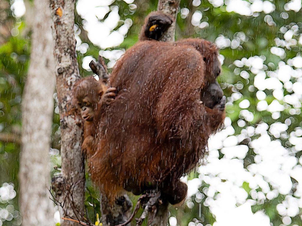 Empieza el chaparrón