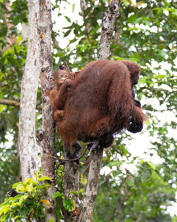 Empieza el chaparrón