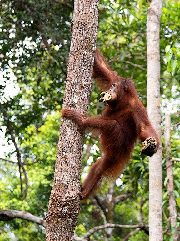 Pilla y sube antes de que te echen