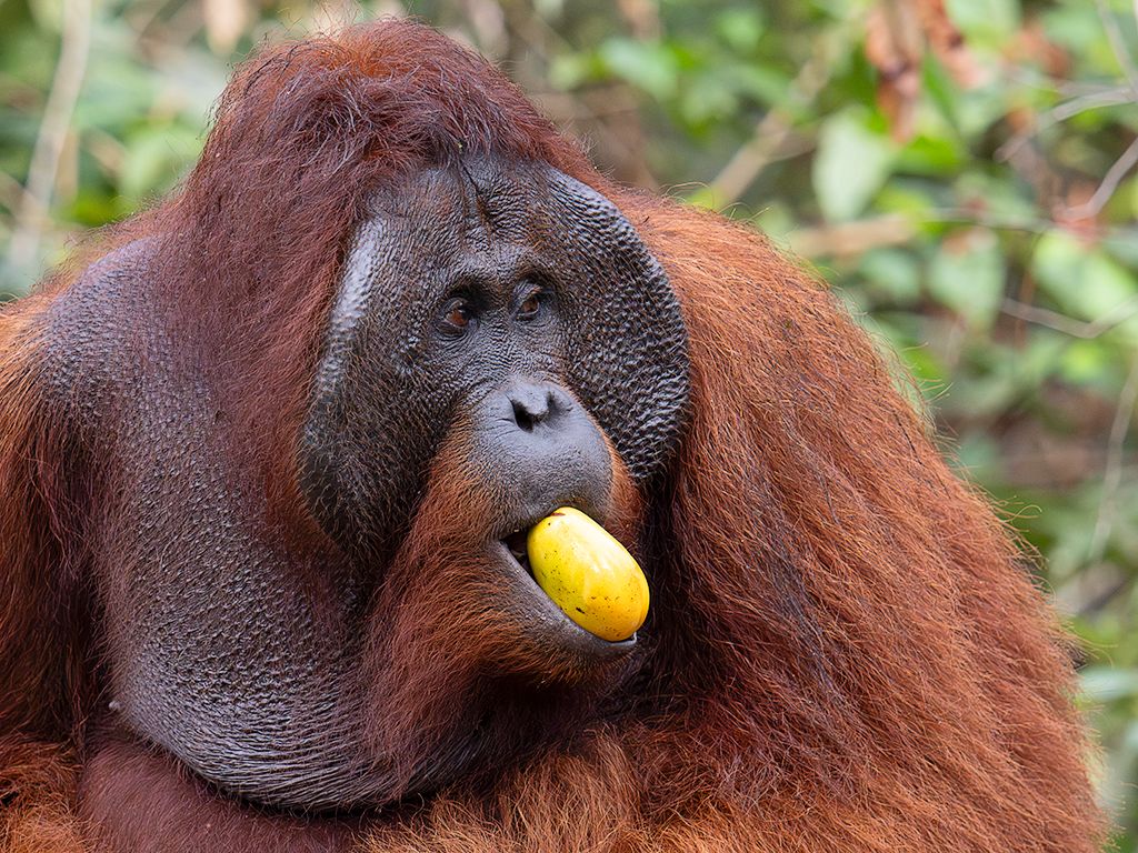 Pasión por los mangos