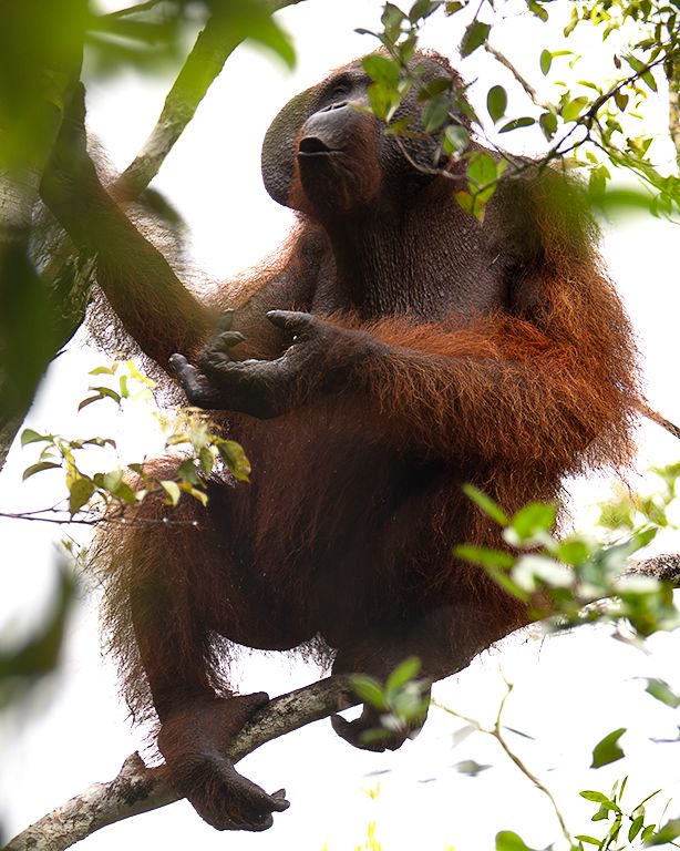 Dame un silbidito...