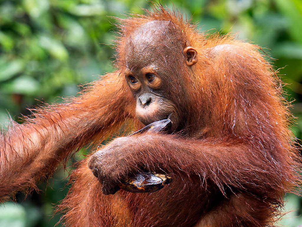 Comiendo en la plataforma