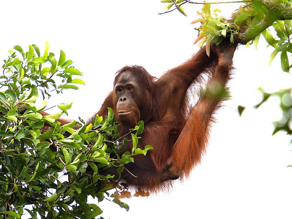 La vida en los árboles