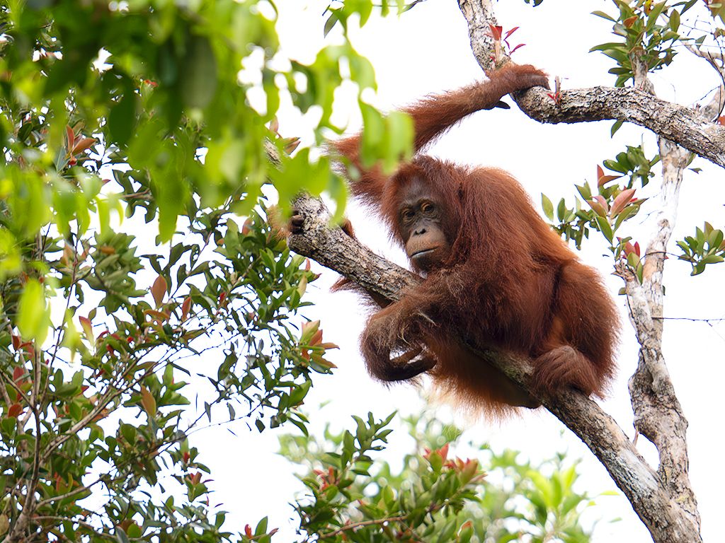 La vida en los árboles