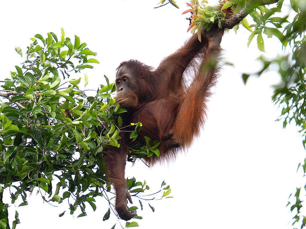 La vida en los árboles